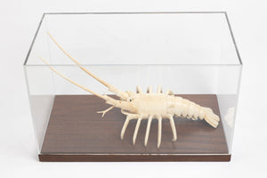 Custom Made Lobster Display Case